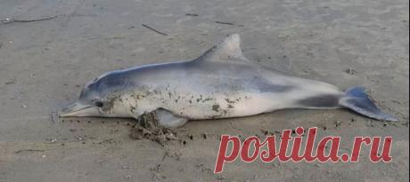 В этот раз причиной гибели дельфина стали не случайно съеденные пластиковые пакеты или сети, поставленные на рыбу, а кое-что более необычное – но менее трагичной история от этого не становится.