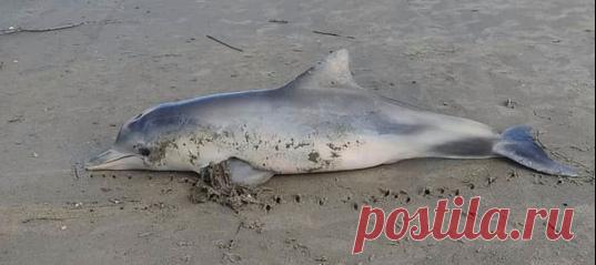 В этот раз причиной гибели дельфина стали не случайно съеденные пластиковые пакеты или сети, поставленные на рыбу, а кое-что более необычное – но менее трагичной история от этого не становится.