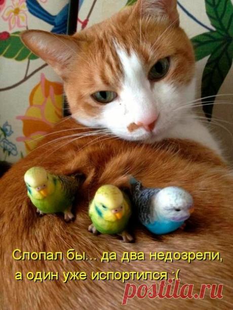 Смешные кошки