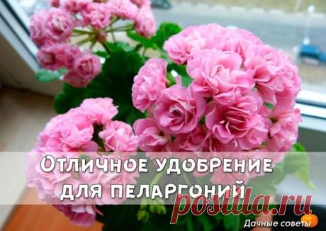 Отличное удобрение для пеларгони

У вас есть в доме пеларгония? А знаете ли вы как ухаживать за ней, чтобы она цвела и радовала вас буйной растительностью?

Приготовьте для герани чудо-удобрение. Уже через некоторое время вы не узнаете свой цветок!

Вам понадобится:
1. Отстоянная вода; 2. перекись водорода; 3. йод.

Смешать 1 мл перекиси с 1 литром воды. Добавить 0,6 мл йода. Все хорошенько перемешать.

Перед поливом убедитесь, что земля абсолютно сухая.

 Заботьтесь о сво...