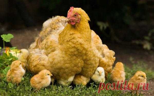 птицы | Записи в рубрике птицы | Дневник ЛЮДМИЛКА...