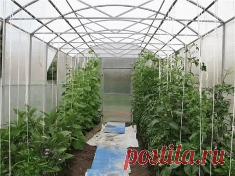 КАК ВЫРАСТИТЬ ТОМАТЫ В ТЕПЛИЦЕ | OK.RU