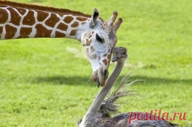 (+1) тема - Животные тоже умеют дружить! | Четвероногий юмор