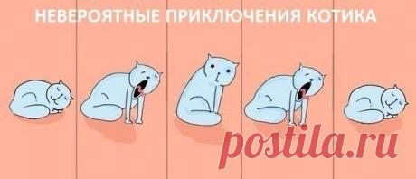 Возьмите себе котика (НЕ ПРОДАЖА)