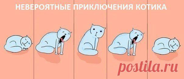 Возьмите себе котика (НЕ ПРОДАЖА)