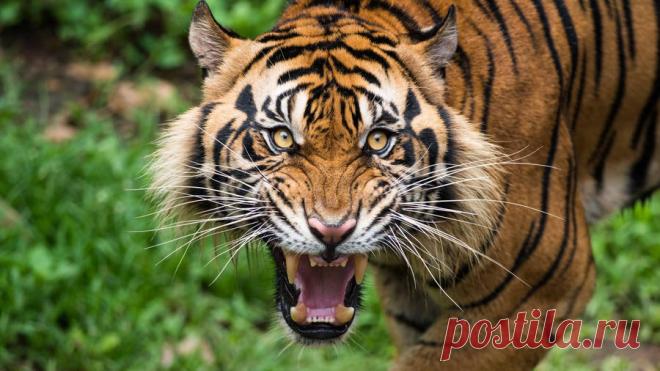 Download Tiger Wallpaper Over 50+ high-definition Tiger wallpapers for free download! Customize your desktop, mobile phone and tablet with our Tiger wallpapers now!