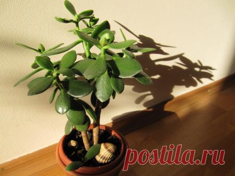 Заведите себе денежное дерево – и у вас появится доктор на окошке Денежное дерево, или толстянка, больше известно в качестве талисмана, притягивающего состояние в кошельки. И все потому, что его округлые листочки напоминают монетки. Работает ли в этом плане денежное дерево или нет – дело веры и практики. Но вот то, что толстянка успешно залечивает все виды ран – ф