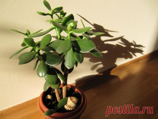 Заведите себе денежное дерево – и у вас появится доктор на окошке Денежное дерево, или толстянка, больше известно в качестве талисмана, притягивающего состояние в кошельки. И все потому, что его округлые листочки напоминают монетки. Работает ли в этом плане денежное дерево или нет – дело веры и практики. Но вот то, что толстянка успешно залечивает все виды ран – ф