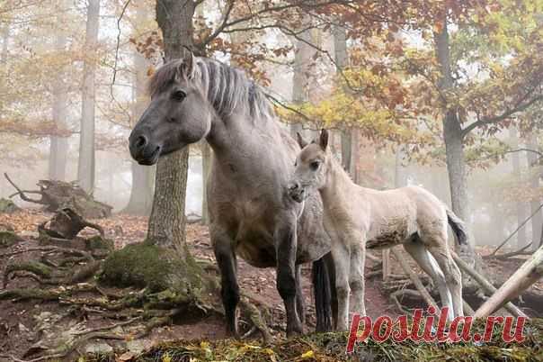 Мой Мир@Mail.Ru