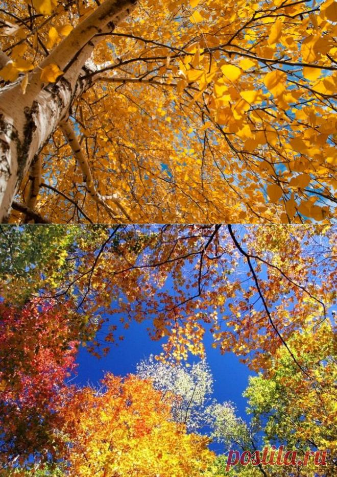 Кому-то - май. Кому-то - грозы. А я люблю осенний лес И золотую прядь берёзы На сером кружеве небес.