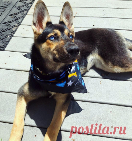 Метис хаски и немецкой овчарки - 62 фото - картинки: смотреть онлайн