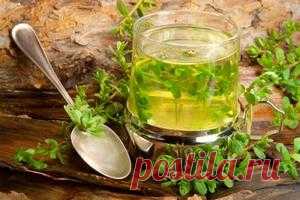 Лекарственные растения от бронхита