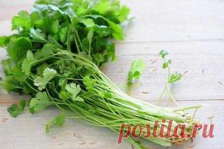 Кориандр: все о его полезных свойствах - Шаг к Здоровью