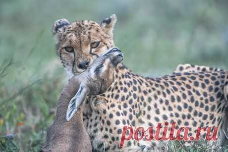 Survival of the Fittest Cheetah with baby gazelle (I think) in Tanzania.  I'm working on a slide show of photographs from this past year.  Came across this one.  Sad, but depicts what living in the Serengeti is about.