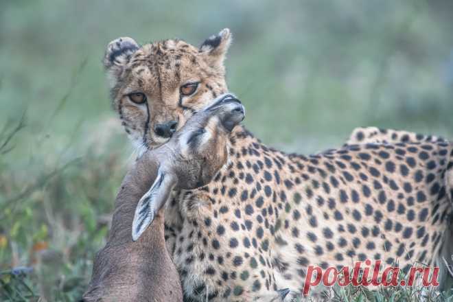 Survival of the Fittest Cheetah with baby gazelle (I think) in Tanzania.  I'm working on a slide show of photographs from this past year.  Came across this one.  Sad, but depicts what living in the Serengeti is about.