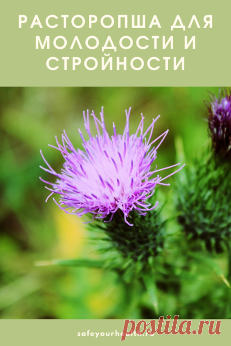 Расторопша - природное лекарство, которое поможет вам сохранить молодость, устранить проблемы с пищеварением и работой печени. Показания и инструкции к применению вы найдете в этой статье.