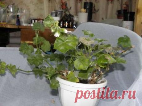 Всё об обрезке и прищипке пеларгоний - Форум цветоводов Фрау Флора