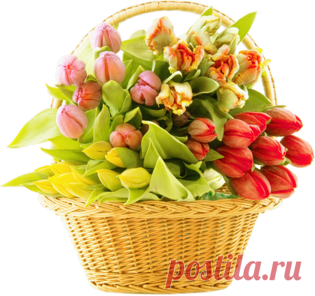«клипарт *весенние цветы*» png