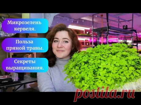 Микрозелень кервеля, польза пряной травы, секреты выращивания. #микрозелень #семенаильинские