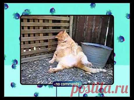▶ Ю - Кот-парад. Выпуск №1 от 17 августа 2013 - YouTube