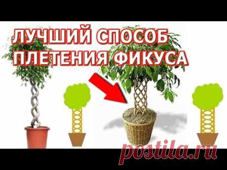 Плетение фикуса бенджамина. Как плести фикус косичкой. Плетение фикуса в домашних условиях.