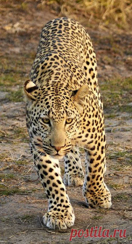 Leopard chase us!