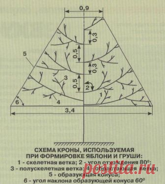 прививка,обрезка | Записи в рубрике прививка,обрезка | Моя копилочка мелочей
