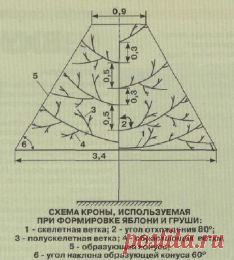 прививка,обрезка | Записи в рубрике прививка,обрезка | Моя копилочка мелочей