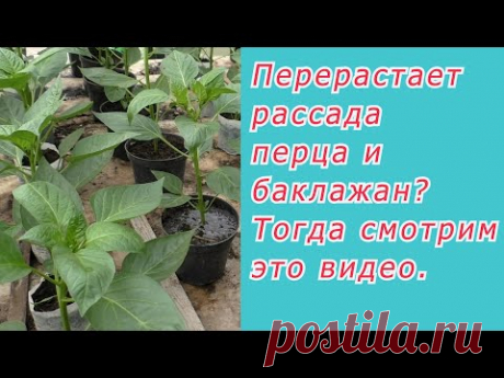 Как остановить перерастание рассады перца и баклажан- делюсь своим опытом.