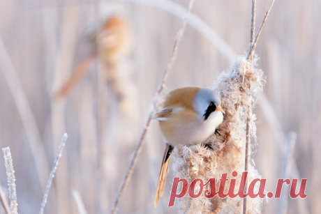 Самец усатой синицы. Автор фото: Юрий Сорокин.