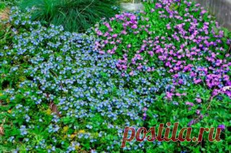 НЕ ХОТИТЕ ПОЛОТЬ МЕЖДУ КЛУМБАМИ? ЗАСАДИТЕ ПОЧВОПОКРОВНЫМИ РАСТЕНИЯМИ  


 



Не хотите полоть между клумбами?
Есть пустые места на участке?
Засадите почвопокровными растениями – и сорняки не растут и вид божественный! Вот небольшой список.

Посмотрите список растений,…