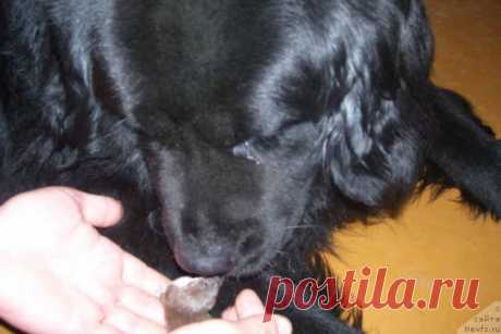 На пустыре мужчина нашёл маленький комочек шерсти… Он даже не догадывался, кого он спас!