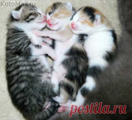 Розовые носики сопят:)