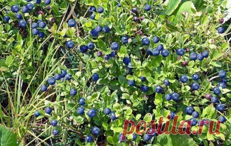 Купить семена Черника "Гавриш" Лесная жемчужина обыкновенная 30шт в интернет-магазине "7 семян"