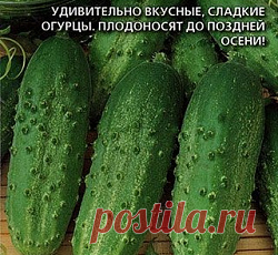 Огурец Электрон семена - низкая цена, описание, отзывы, продажа