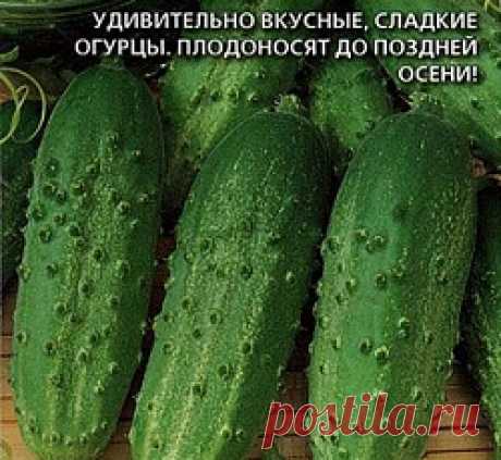 Огурец Электрон семена - низкая цена, описание, отзывы, продажа