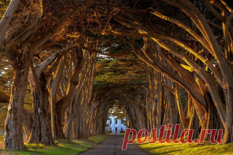 Кипарисы. Калифорния