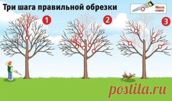 Садоводка