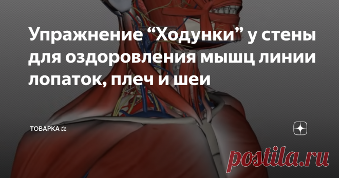 Упражнение “Ходунки” у стены для оздоровления мышц линии лопаток, плеч и шеи Мышцы шеи, плеч и большая ромбовидная мышца (та, что находится между лопатками) – зона особого внимания. Ведь именно здесь концентрируется напряжение, которое доставляет людям немало проблем.
Поэтому так важно не просто давать возможность расслабиться мышцам и снять напряжение, а укреплять мышцы в этой зоне. Предлагаем вам сделать это с помощью резинок для фитнеса.
1.Техника упражнения, не