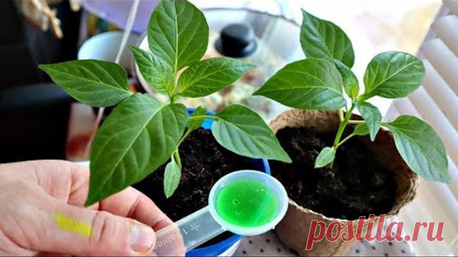 Нашла в блокноте бабули рецепт подкормки рассады полила и офигела! Рассада поперла как сумасшедшая