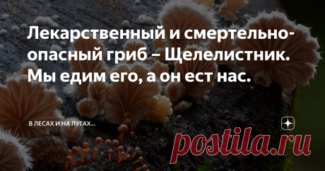 Лекарственный и смертельно-опасный гриб – Щелелистник. Мы едим его, а он ест нас. Щелелистник обыкновенный (Schizophyllum commune), это один из тех грибов, на который грибники обычно внимания не обращают, по крайней мере в России. И не случайно - гриб достаточно сухой и жёсткий, а у нас имеются более удобоваримые альтернативы в достаточном количестве.  Однако, во многих тропических странах, он широко применяется в пищу. Как раз благодаря этой своей сухости, щелелистник хра...