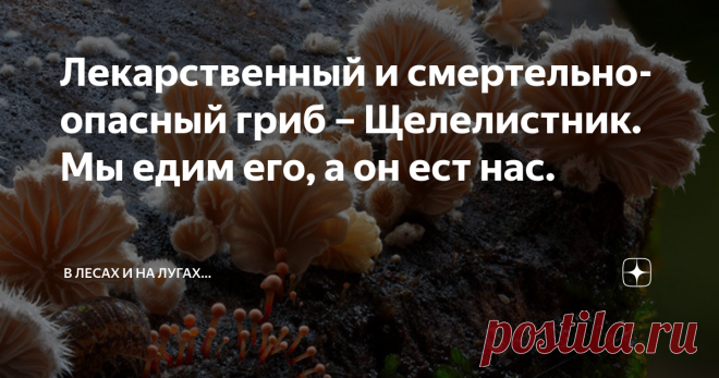 Лекарственный и смертельно-опасный гриб – Щелелистник. Мы едим его, а он ест нас. Щелелистник обыкновенный (Schizophyllum commune), это один из тех грибов, на который грибники обычно внимания не обращают, по крайней мере в России. И не случайно - гриб достаточно сухой и жёсткий, а у нас имеются более удобоваримые альтернативы в достаточном количестве.  Однако, во многих тропических странах, он широко применяется в пищу. Как раз благодаря этой своей сухости, щелелистник хра...