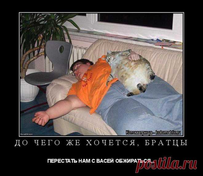 Свежая котоматрица из 120 фотографий!!!!!!!!!!.