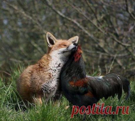 Втирается в доверие