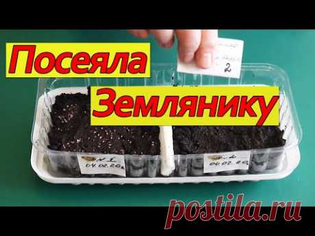 Посеяла Землянику 04. 02. 2020 г