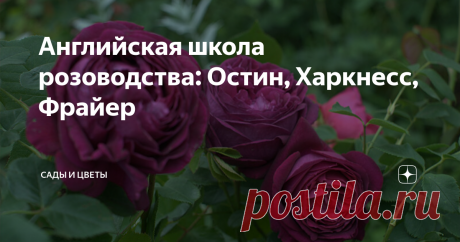 Английская школа розоводства: Остин, Харкнесс, Фрайер Я попросил хозяйку прекрасной коллекции роз под Санкт-Петербургом Людмилу Николаевну Гладких рассказать о характерных особенностях, которые она замечает в работе каждого селекционера. В прошлый раз мы обсуждали немцев, а сегодня поговорим об английском розоводческом «почерке». Самые яркие представители английской школы, на взгляд Людмилы Николаевны, - Austin, Harkness, Fryer.