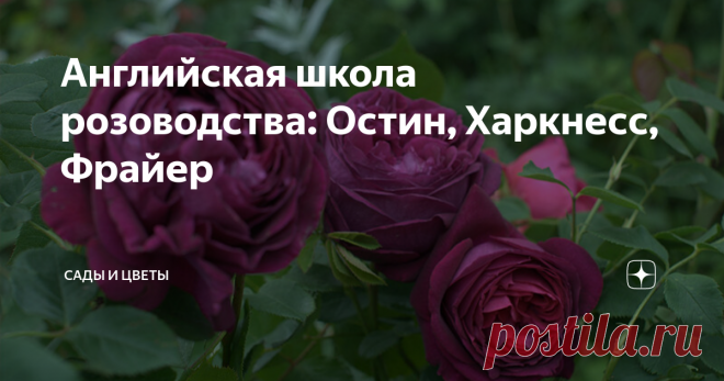 Английская школа розоводства: Остин, Харкнесс, Фрайер Я попросил хозяйку прекрасной коллекции роз под Санкт-Петербургом Людмилу Николаевну Гладких рассказать о характерных особенностях, которые она замечает в работе каждого селекционера. В прошлый раз мы обсуждали немцев, а сегодня поговорим об английском розоводческом «почерке». Самые яркие представители английской школы, на взгляд Людмилы Николаевны, - Austin, Harkness, Fryer.
