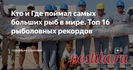 Кто и Где поймал самых больших рыб в мире. Топ 16 рыболовных рекордов 16). Место: Сельдяной король(рыба-ремнь). Самая большая особь этого вида(официально зарегистрированная), достигала 11 метров длны и массы в 272 килограмма. Рыба встречается в тёплых и умеренно тёплых водах Тихого, Атлантического и Индийского океанов. Промысловой ценности не имеет, мясо не съедобное. 15). Место: Гигантский шильбовый сом. Гигантский шильбовый сом встречается в низовьях реки Меконг, Тонлеса...