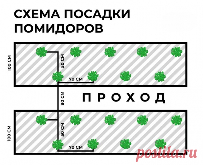 Сажают помидоры, как правило, позже. Высаживают детерминантные культивары и стараются размещать их реже. схема посадки помидор в открытый грунт