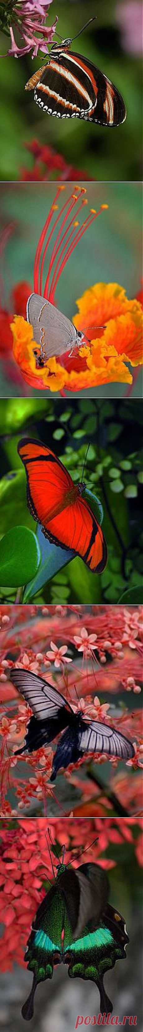 Banded Orange Butterfly | Butterflies